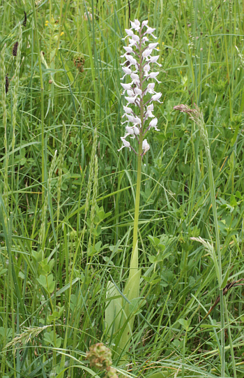 hypochromic Orchis militaris, Kappel.