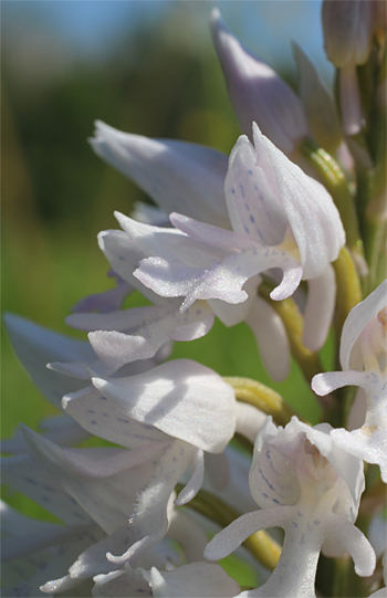 Orchis militaris - Albino, Rain am Lech.