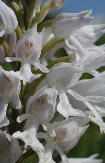 Orchis militaris - Albino, Rain am Lech.