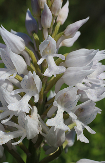 Orchis militaris - Albino, Rain am Lech.