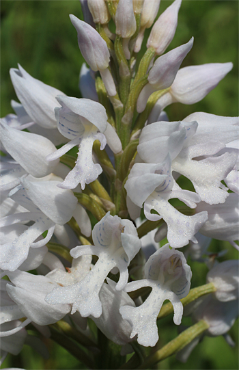 Orchis militaris - Albino, Rain am Lech.