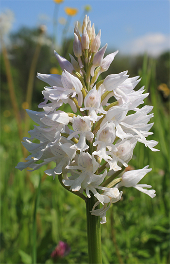 Orchis militaris - Albino, Rain am Lech.