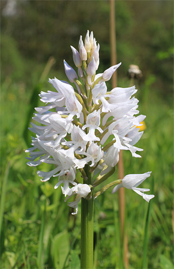 Orchis militaris - Albino, Rain am Lech.