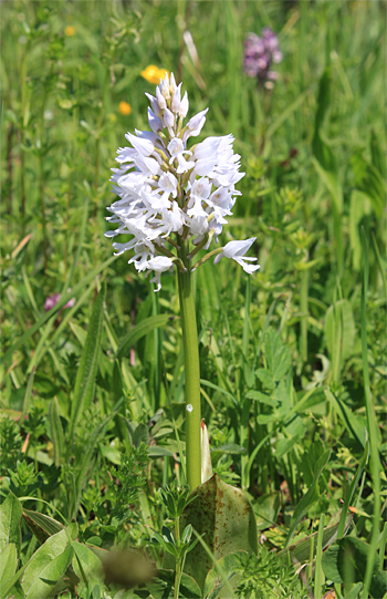 Orchis militaris - Albino, Rain am Lech.