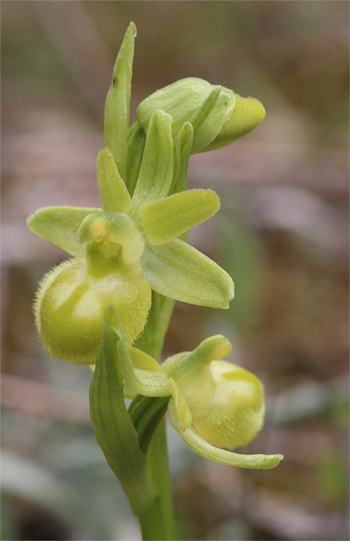 Apochrome Ophrys minipassionis, Coppa di Mezzo.