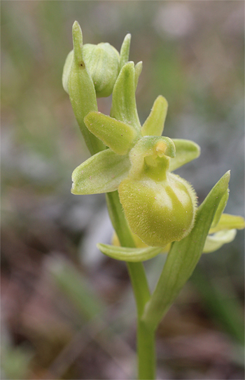 Apochrome Ophrys minipassionis, Coppa di Mezzo.