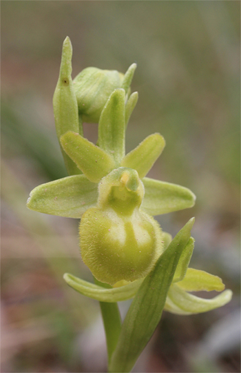 Apochrome Ophrys minipassionis, Coppa di Mezzo.