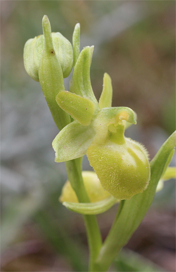 Apochrome Ophrys minipassionis, Coppa di Mezzo.