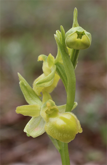 Apochrome Ophrys minipassionis, Coppa di Mezzo.