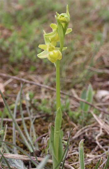 Apochrome Ophrys minipassionis, Coppa di Mezzo.