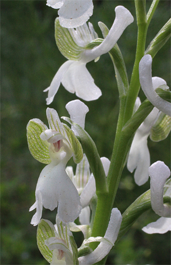 Orchis morio - Albino, Altamura.