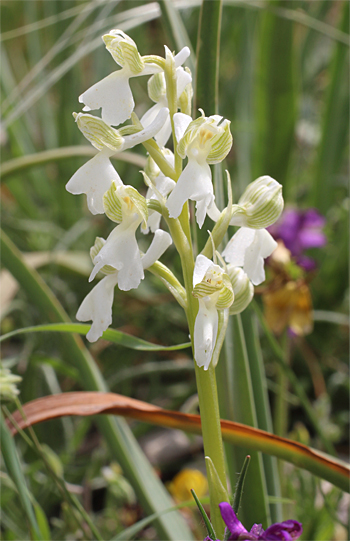 Orchis morio - Albino, Altamura.