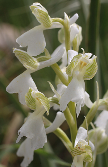 Orchis morio - Albino, Altamura.