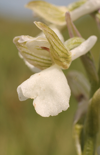 Orchis morio - Albino, bei Nördlingen.