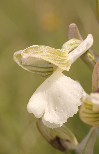 Orchis morio - albino, near Nördlingen.