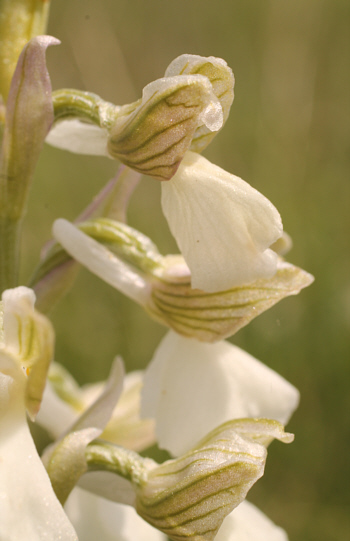 Orchis morio - albino, near Nördlingen.