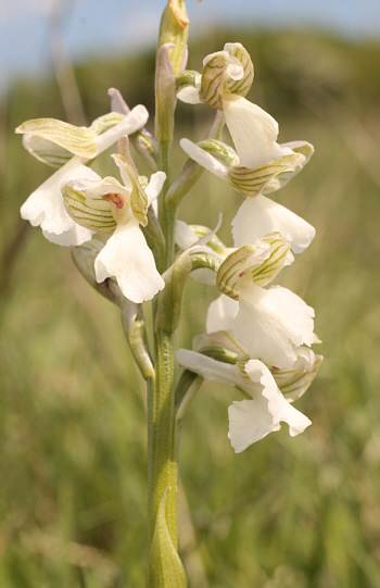 Orchis morio - Albino, bei Nördlingen.