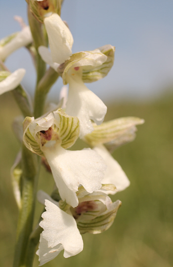 Orchis morio - Albino, bei Nördlingen.