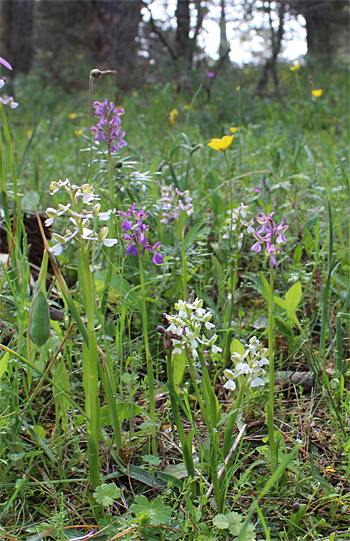 Orchis morio - Albino, Altamura.