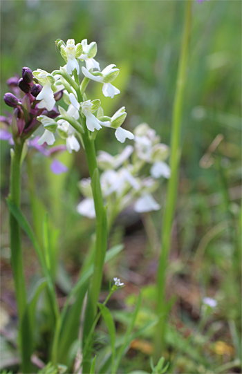 Orchis morio - Albino, Altamura.