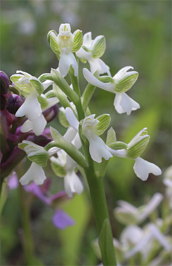 Orchis morio - Albino, Altamura.