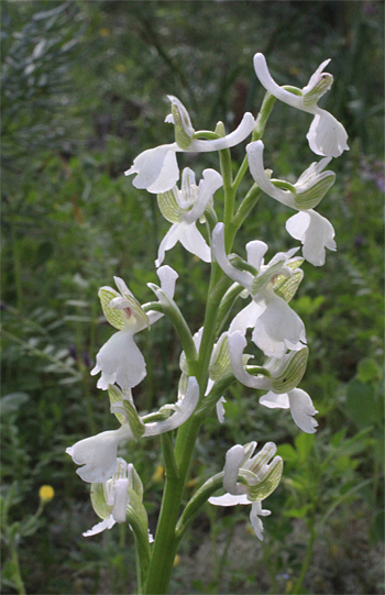 Orchis morio - Albino, Altamura.