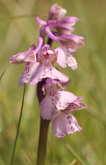 Hypochrome Orchis morio, Nördlinger Ries.