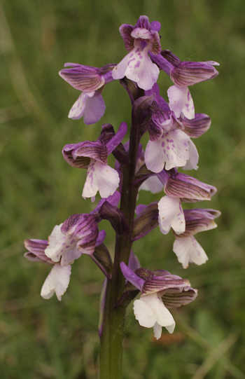 hypochromic Orchis morio, Nördlinger Ries.