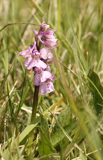 Hypochrome Orchis morio, Nördlinger Ries.