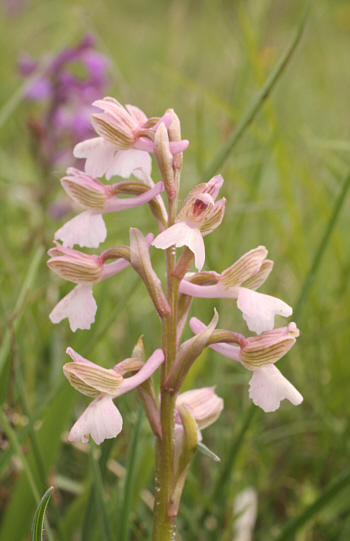 Hypochrome Orchis morio, Nördlinger Ries.