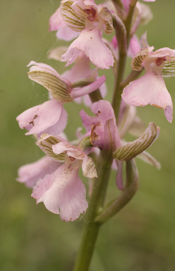 hypochromic Orchis morio, Nördlinger Ries.