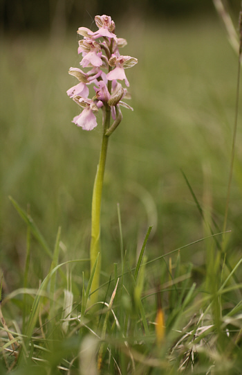 hypochromic Orchis morio, Nördlinger Ries.