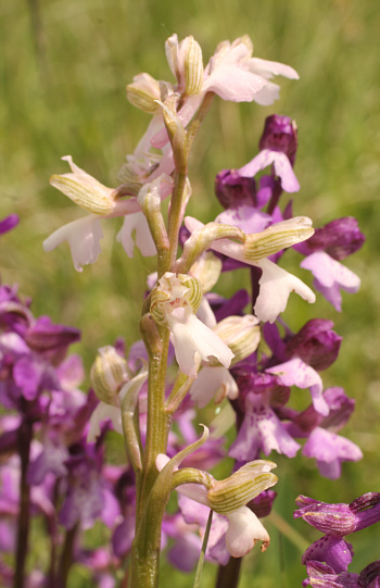 hypochromic Orchis morio, Nördlinger Ries.