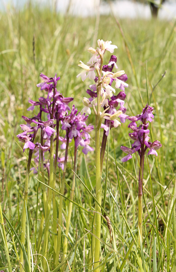 hypochromic Orchis morio, Nördlinger Ries.