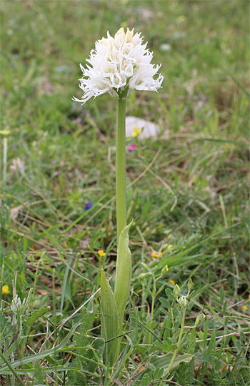 Orchis italica - Albino, Mattinata.