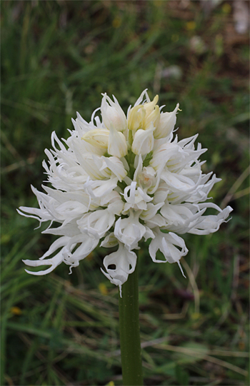 Orchis italica - Albino, Mattinata.