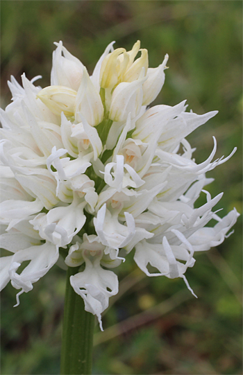 Orchis italica - Albino, Mattinata.