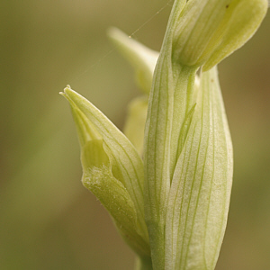 Serapias parviflora - albino, SP 125.