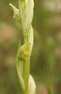 Serapias parviflora - albino, SP 125.