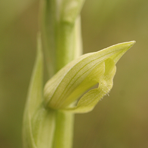 Serapias parviflora - albino, SP 125.