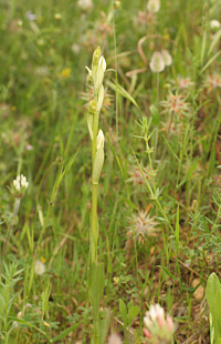 Serapias parviflora - albino, SP 125.