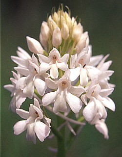 hypochromic Anacamptis pyramidalis, Baden.