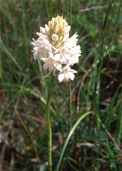 Hypochrome Anacamptis pyramidalis, Baden.