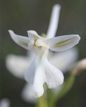 Orchis anatolica - Albino, Laerma.