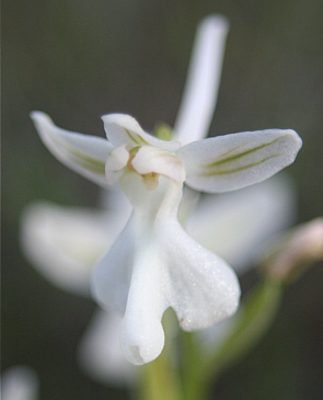 Orchis anatolica - albino, Laerma.