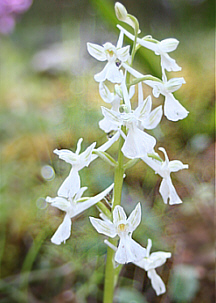 Orchis anatolica - albino, Profitis Ilias.