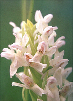 hypochromic Dactylorhiza incarnata, South Bavaria.