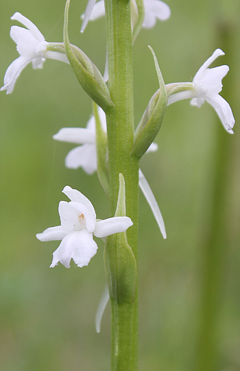 Gymnadenia conopsea - Albino, Tauplitzalm.