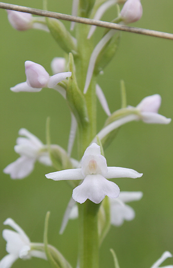 Gymnadenia conopsea - Albino, Tauplitzalm.