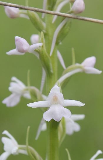 Gymnadenia conopsea - albino, Tauplitzalm.